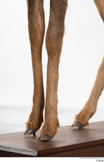 Deer doe leg 0026.jpg